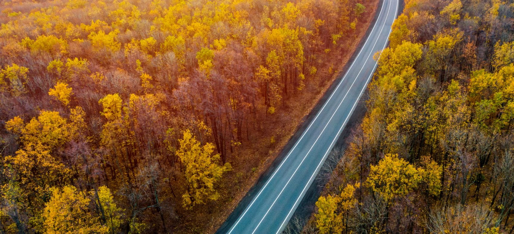 A road cuts through an autumnal forest